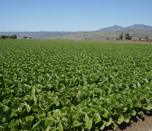 Monterey County agriculture sets off ripples through local economy, report shows
