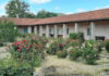 Mission San Antonio roses available for replanting in personal gardens