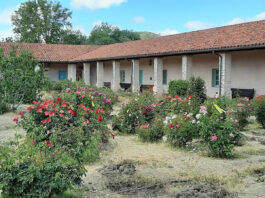 Mission San Antonio roses available for replanting in personal gardens
