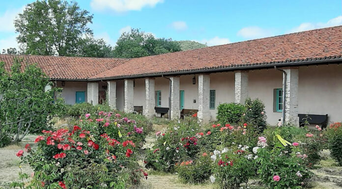 Mission San Antonio roses available for replanting in personal gardens