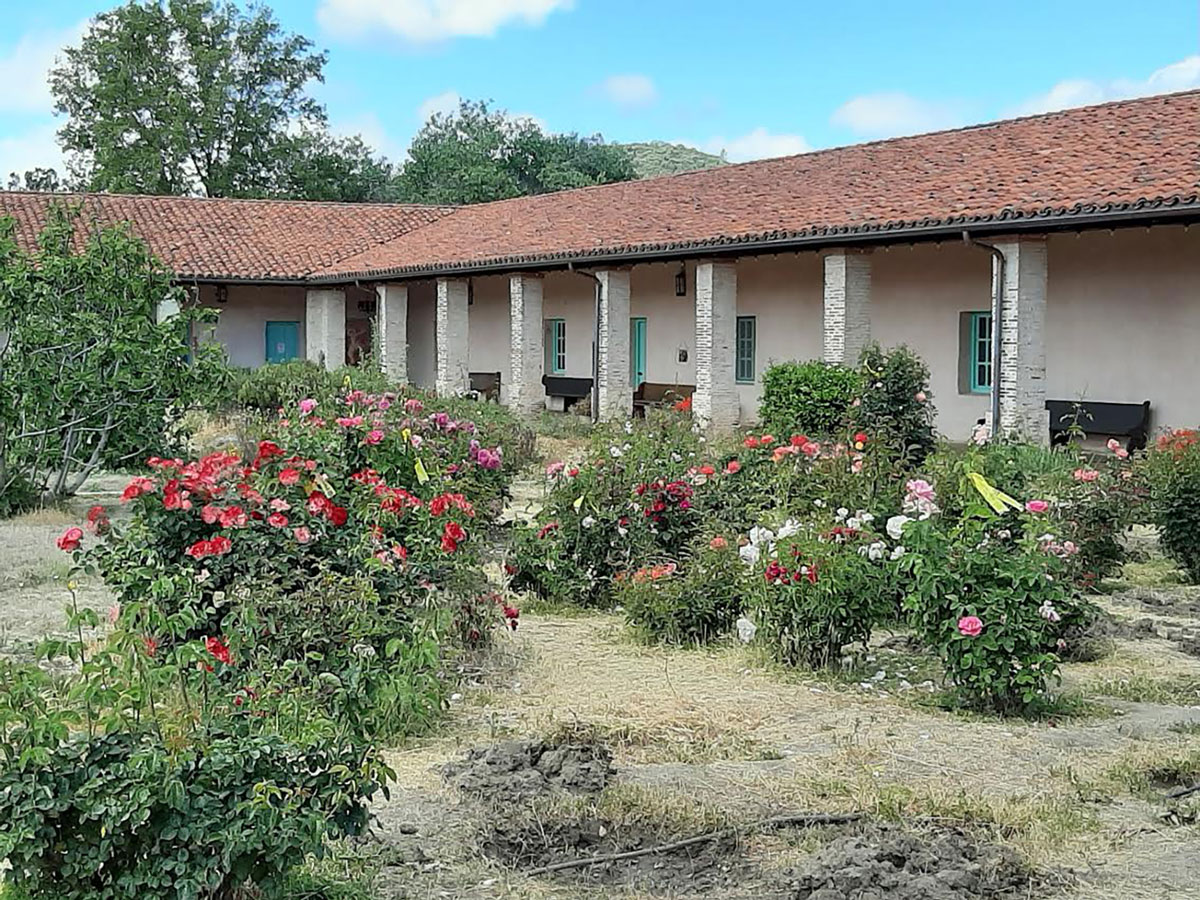 San antonio rose plant