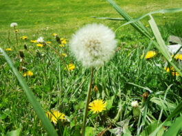 Greenfield reminds residents to cut hazardous weeds during fire season