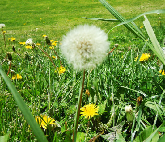 Public hearing set for weed abatement ordinance in Greenfield