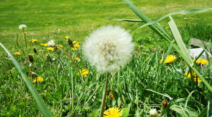 Public hearing set for weed abatement ordinance in Greenfield