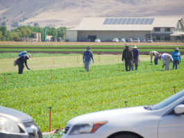 Monterey County establishes hotline to report agricultural employee safety concerns