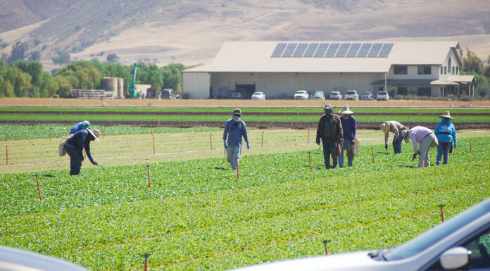 Monterey Countyās Covid-19 infection rates highest in agriculture