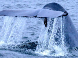 Whalefest Monterey launches ocean-themed student essay contest