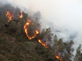 2020 Year In Review | Summer wildfires spread havoc