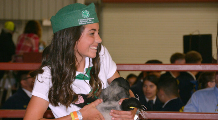 Salinas Valley Fair 2021 to host in-person livestock show and online auction