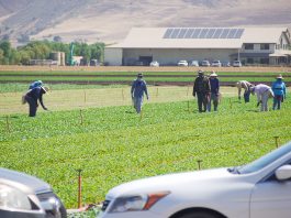 Monterey County plans for return of migrant farmworkers