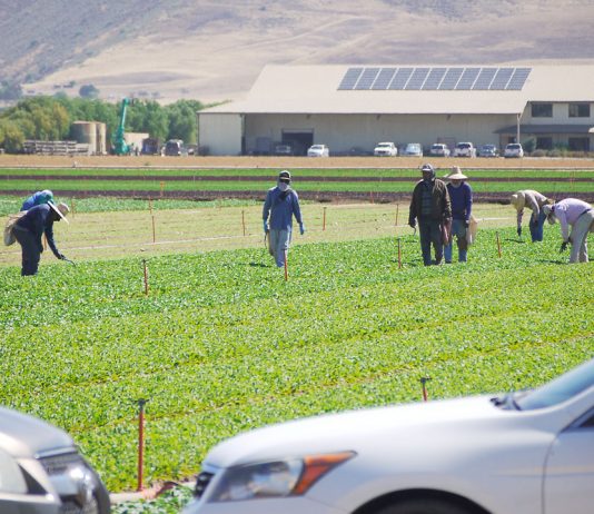 Monterey County plans for return of migrant farmworkers