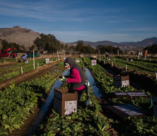 House votes to give millions of ‘Dreamers’ and farmworkers a path to citizenship