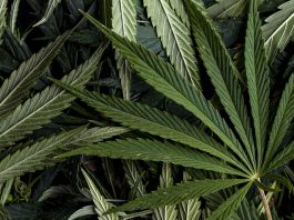 Monterey County launches cannabis equity survey