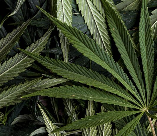 Monterey County launches cannabis equity survey