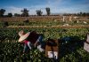 Thousands of farmworkers are prioritized for the coronavirus vaccine