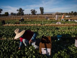 Thousands of farmworkers are prioritized for the coronavirus vaccine