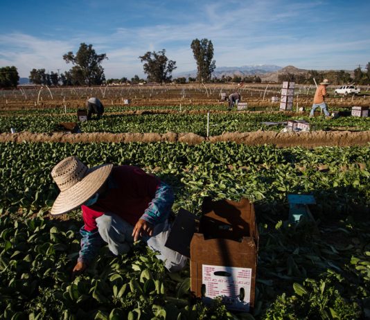 Thousands of farmworkers are prioritized for the coronavirus vaccine