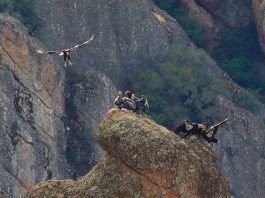 California condors get an assist from an unlikely source: a wind power company
