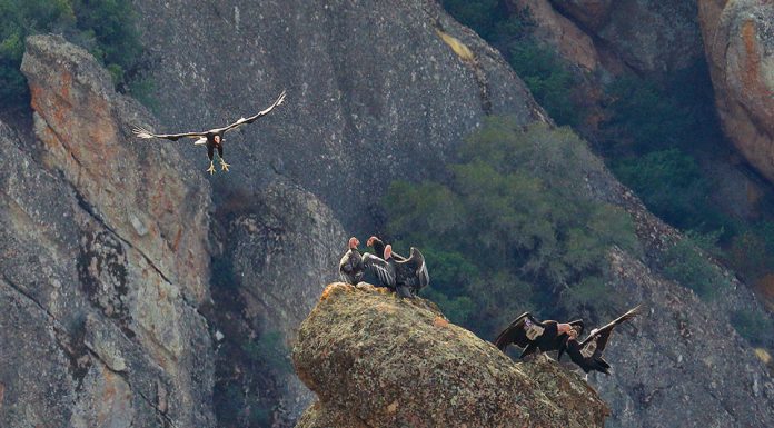 California condors get an assist from an unlikely source: a wind power company