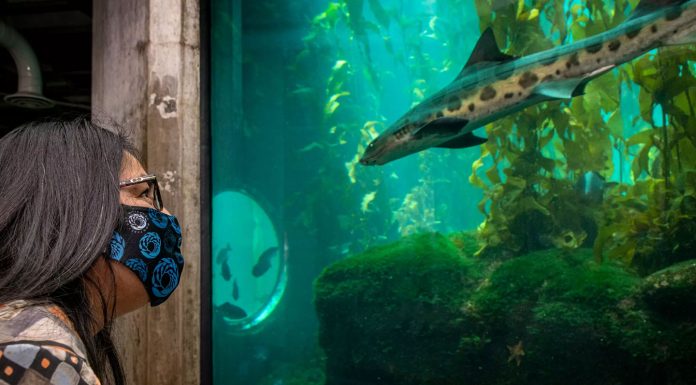 Monterey Bay Aquarium to reopen May 15 after 13-month closure