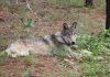 Gray wolf spotted in Monterey County
