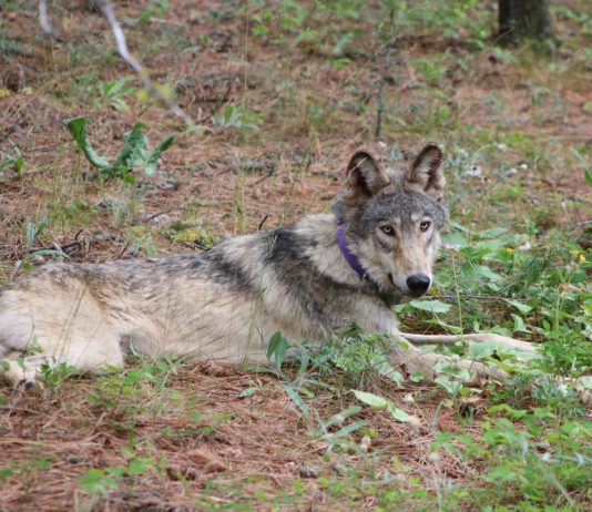 Gray wolf spotted in Monterey County