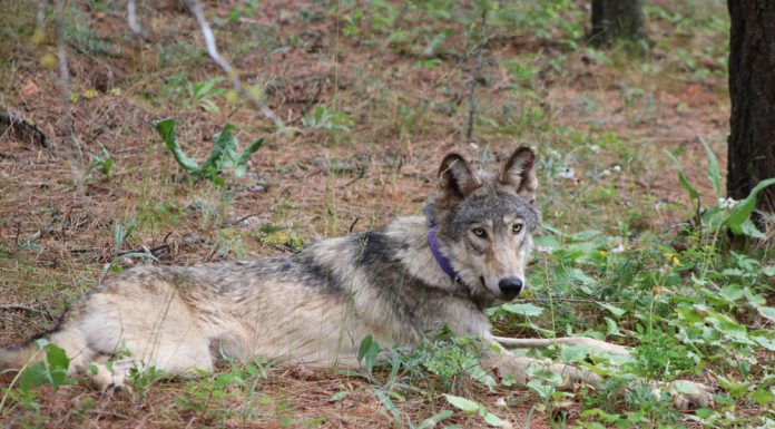 Gray wolf spotted in Monterey County