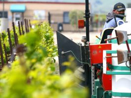 Scheid Vineyards shows off herbicide-free environment