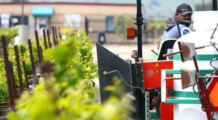 Scheid Vineyards shows off herbicide-free environment