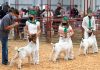 Salinas Valley Fair returns with modified livestock show, entertainment