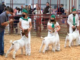 Salinas Valley Fair returns with modified livestock show, entertainment