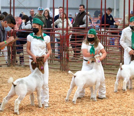 Salinas Valley Fair returns with modified livestock show, entertainment