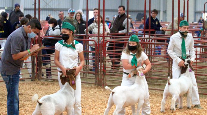 Salinas Valley Fair returns with modified livestock show, entertainment
