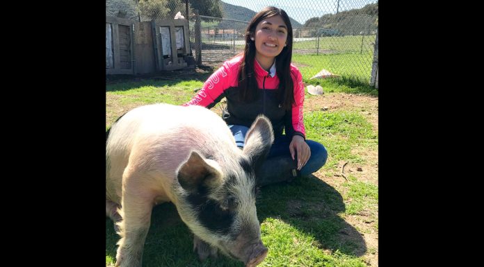 Youth ready for Salinas Valley Fairās online livestock auction