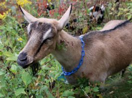 Goats return to help with wildfire prevention in Monterey County