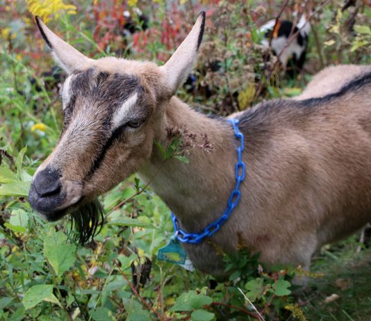 Goats return to help with wildfire prevention in Monterey County