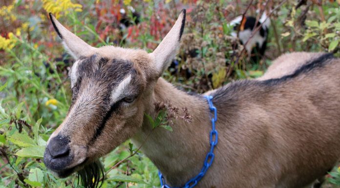 Goats return to help with wildfire prevention in Monterey County