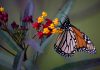 California throws a rescue line to its dwindling monarch butterflies