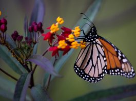 California throws a rescue line to its dwindling monarch butterflies