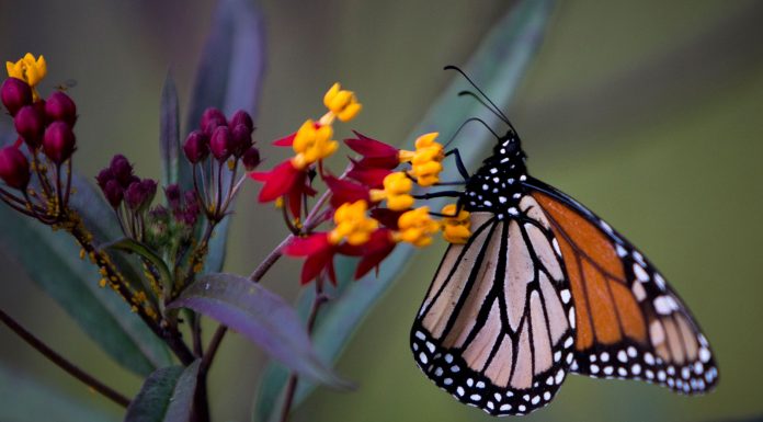 California throws a rescue line to its dwindling monarch butterflies