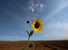 How the drought is affecting Californiaās crops