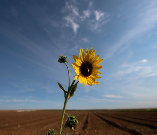 How the drought is affecting California’s crops