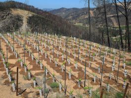 How artificial intelligence is fighting wildfires