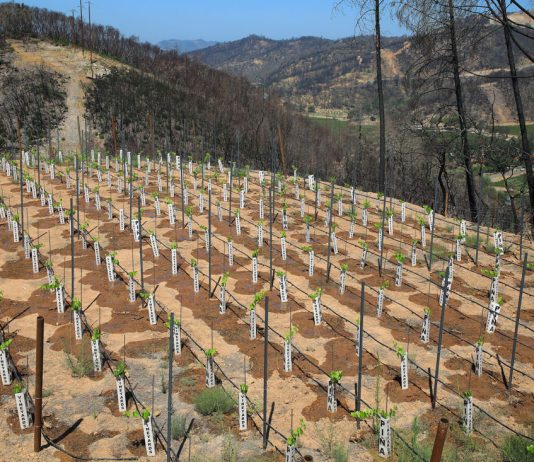 How artificial intelligence is fighting wildfires
