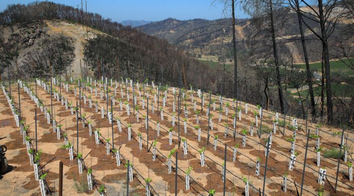 How artificial intelligence is fighting wildfires