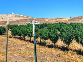 Enforcement efforts continue against unlicensed cannabis cultivators in Monterey County