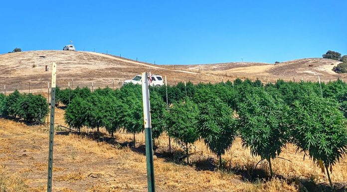Enforcement efforts continue against unlicensed cannabis cultivators in Monterey County