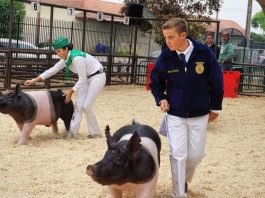 Monterey County Fair Junior Livestock Auction returns with in-person show Saturday