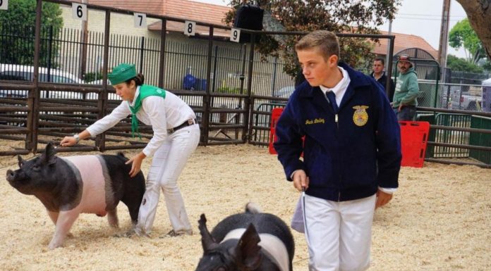 Monterey County Fair Junior Livestock Auction returns with in-person show Saturday
