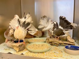 SPCA rescues pet pigeons abandoned on side of road in Soledad